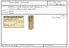 Karteikarte zum Syntyp von Frondicularia mucronata Karrer, 1867